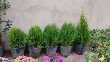 qizil gul dosabi: Thuja (ardıc) dekorativ iynəyarpaqlı bitkilər – qablarda - Növ