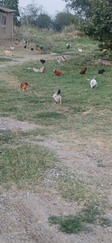 Digər quşlar: Digər quşlar