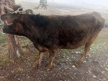 Коровы, быки: Продаю | Корова (самка) | На откорм | Привязанные — 14