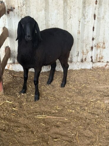 Бараны, овцы: Продаю | Овца (самка) | Для разведения — 7