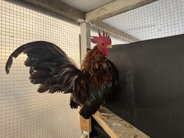 İtlər: Toyuq, Damazlıq, Ünvandan götürmə
