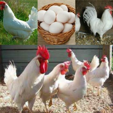 животные кот: Продаю | Куры | Леггорн | Несушки