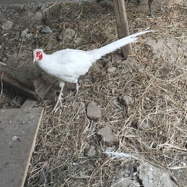 ingilis setter it cinsinin digər adı: Aq erkek Qirqovul. 1 ilin kecib tam saqlam qusdu