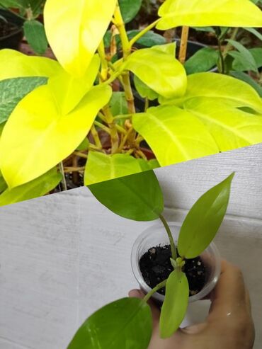 Садовые цветы и кустарники: Саженцы цветка: Флоксы — 23