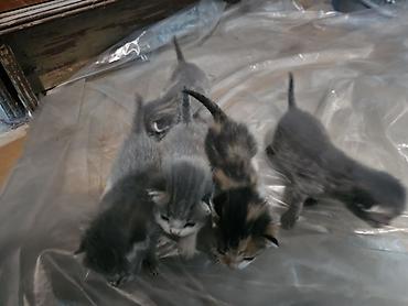 хайленд фолд: Котята из 5 малышей. Описание: - Возраст на фото: совсем крошки — 3