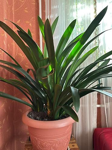 кливия: Кливия (Clivia) в декоративном пластиковом кашпо - Крупное комнатное — 2