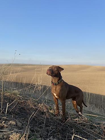 Продажа собак: Мощные черные щенки: Сила Питбуля + Интеллект Овчарки метиса — 11