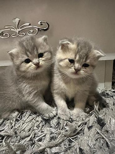 Pişiklər: Şotland yastı qulaq — 8