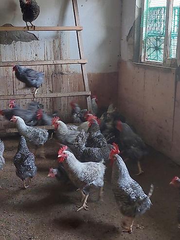 Kənd təsərrüfatı quşları: Növbənöv yerli ətlər və yumurta istehsalı üçün damazlıq toyuq və — 5