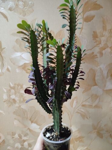 хищные растения: Кактус Молочай Треугольный (Euphorbia Trigona) в прозрачном