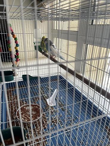 клетка попугаев: Продаю пару волнистых попугаев с клеткой и аксессуарами. Состав — 3