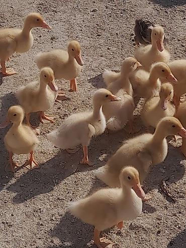 Kənd təsərrüfatı quşları: Məhsul:Pekin Ördək balaları 12 günlük Təsvir: - Sarı tüklü, sağlam və — 3