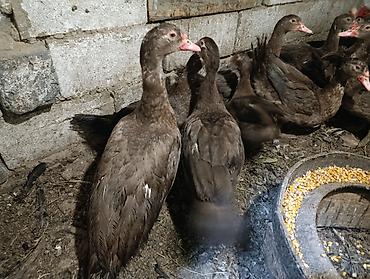 кунан ат: Селезни и утки 11 селезней 15 уток цена уток 700 сом селезни 1400 — 6