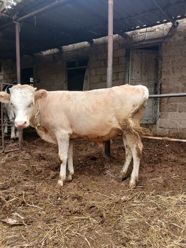 Inəklər, öküzlər: Danalar satılır damazlıq ve etlik unvan Bine qesebezi — 12