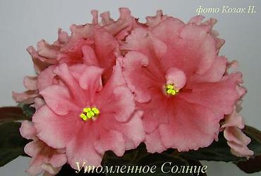 Фиалки и глоксинии: 🌱🌺🌱 Продаю сортовые ДЕТКИ стандартных, трейлерныхмини и полумини — 16