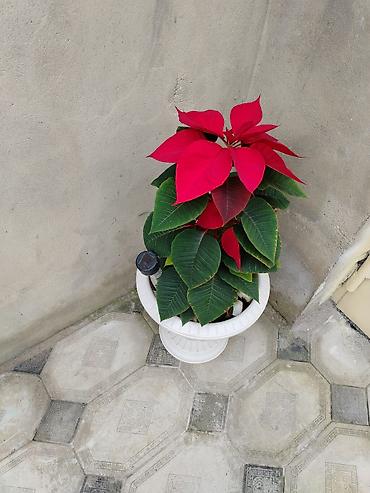limon yolka ağacı: Qırmızı poinsetiya (Euphorbia pulcherrima) – dekorativ qapalı bitki - — 1