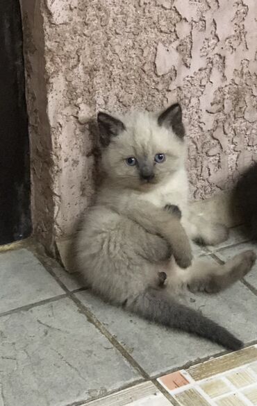 кошка с разными глазами: Сиамская, 1 месяц, Мальчик, Серый, Приучена к лотку