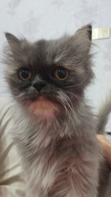 кошка в добрые руки: Британская, Самка, В добрые руки