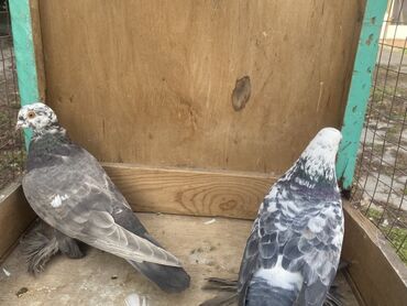 Другие с/х животные: Породные голуби с «чубом» и мощным зобом (дутыши/крякуны), окраска — 17