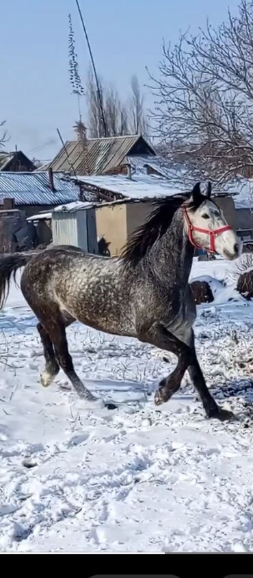 Лошади, кони: Продаю | Конь (самец)