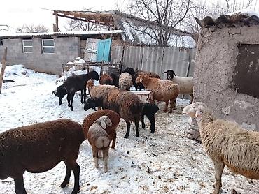 Баран, овца: Продаю | Овца (самка) | Для разведения | Матка — 2