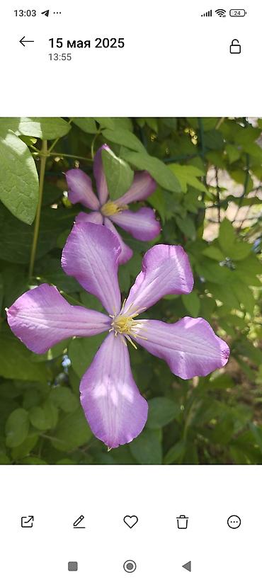 Clematis saplings: Клематис лиановидный, крупноцветковый, двух окрасов: - — 16