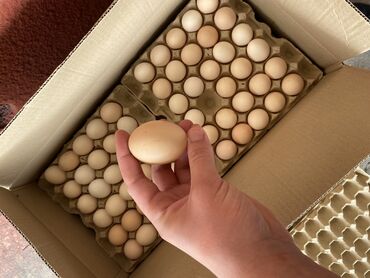 яйца перепелки: Оптом 
 
60-+ грамм