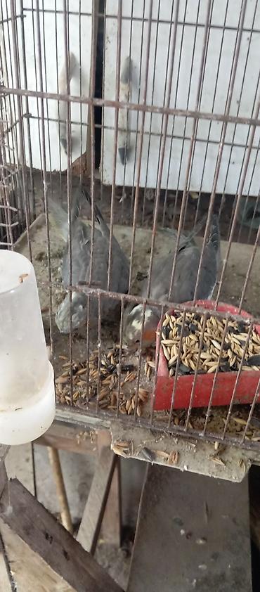 ucan sincap satilik: Satılan məhsul şəkildə görünən qəfəs quşlarıdır. Quşlar boz rəngli — 1