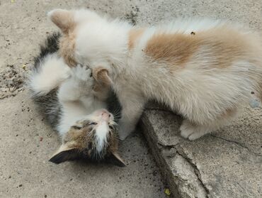 большие кошки: Кошка даром: Беспородная, 2 месяца, Девочка