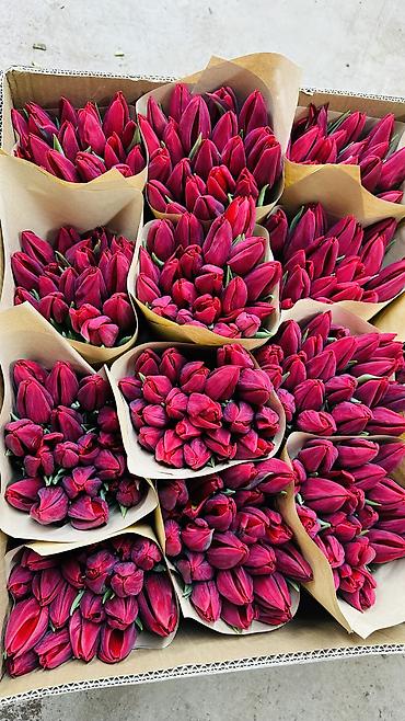 Букеты из живых цветов: ТЮЛЬПАНЫ ТЮЛЬПАНЫ ТЮЛЬПАНЫ на 8 марта. Бронь - Палитра: ярко‑желтые — 1