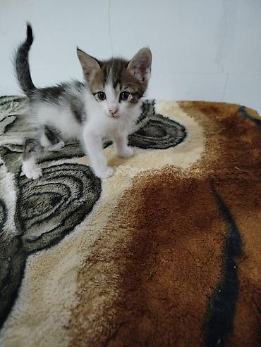 Мышыктар: Котята домашние, короткошёрстные. - Окрас: тигровые табби и — 5