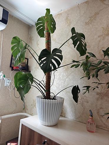 Монстера делициоза (Monstera deliciosa) в декоративном кашпо -