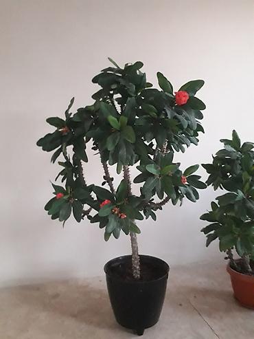 Молочаи: Комнатные растения в горшках: 1) Молочай Милла (Euphorbia milii — 1