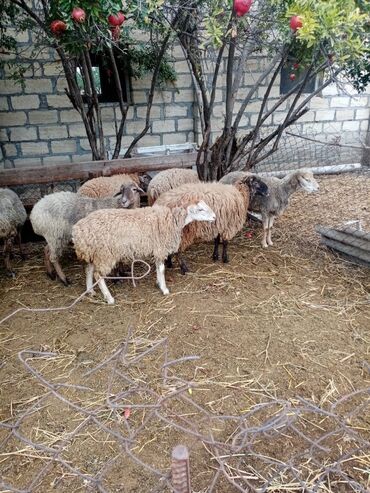 Qoyunlar, qoçlar: Qoyun sürüsü – müxtəlif rəng və yaşlarda - Şəkillərdə təsvir olunan -da lalafo.az — 3 Qoyunlar, qoçlar: Qoyun sürüsü – müxtəlif rəng və yaşlarda - Şəkillərdə təsvir olunan — 3