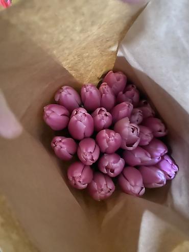 Букеты из живых цветов: Тюльпаны к 8 Марта — опт и розница. - Свежесрезанные тюльпаны разных — 7