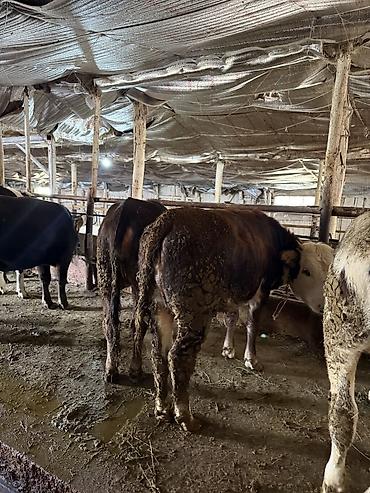 Продам с/х животных: Продаю | Тёлка | Голштин, Алатауская | На откорм, На забой, Для разведения | Искусственник — 5