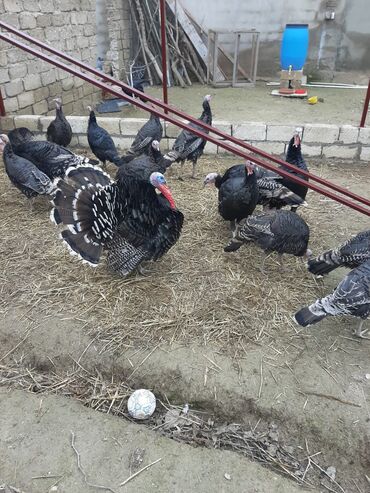 mayalı yumurta satışı: Kanada sortu Hinduwkaların mayalı yumurtaları satılır