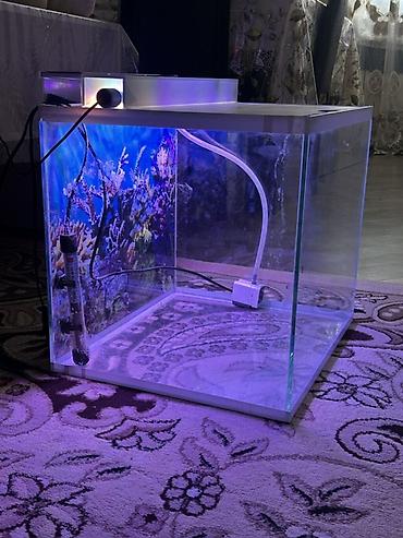 su suzən daslar: Dördbucaq akvarium, Boş, 80 l, Ödənişli çatdırılma — 1