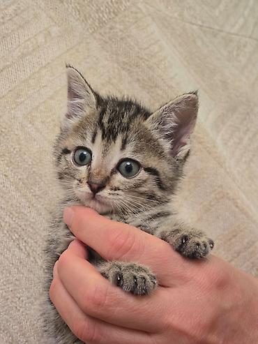 ток сатам: 🐾 Ищем семью для маленького чуда ❤️ Эту малышку нашли совсем крошкой — 1