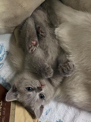 Pişiklər: Şinşilla, Dişi — 9