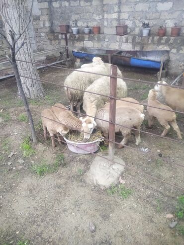 Qoyunlar, qoçlar: Satış: Qoyun və quzular Təsvir: - Ev şəraitində saxlanılan — 2