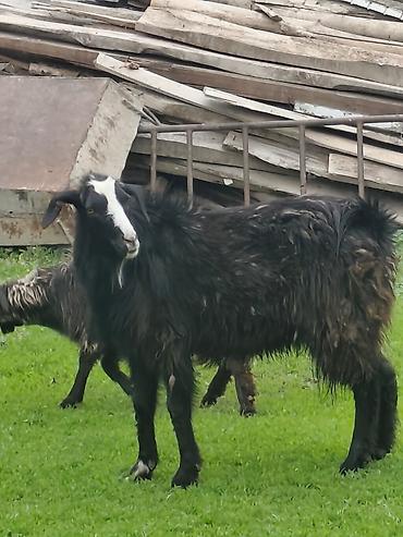 Козы, козлы: Продаю | Коза (самка), Козёл (самец), Козлёнок — 4