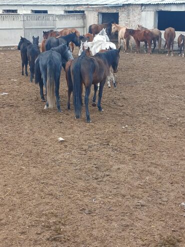 домики для хомяков: Сатам | Бээ (ургаачы) | Көбөйтүү үчүн | Асыл тукумдуу