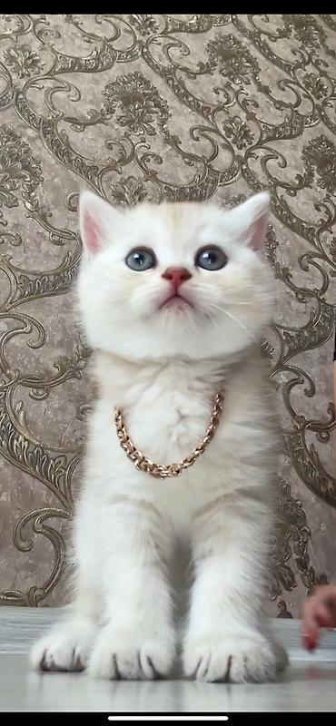 Pişiklər: Britan, Yaxşı əllərə — 9