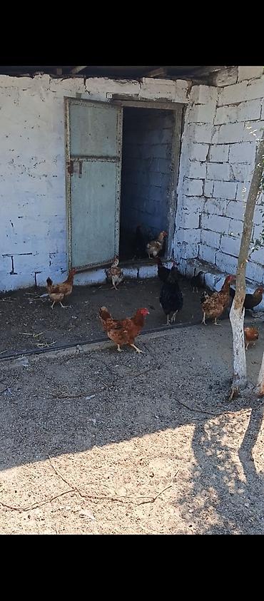 brama toyuqları: Yumurtlayan Kend Toyugları Hamısı Toyuğ altınan Cıxıb 10 eded Toyug — 3