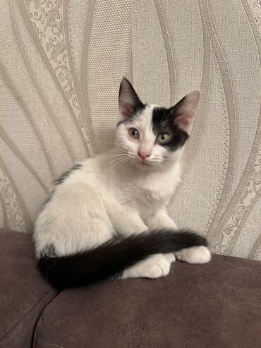 домашние котята: Кошка даром: Ангорская, Девочка