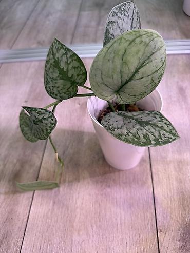 Эпипремнумы и сциндапсусы: Сциндапсус (Epipremnum/Scindapsus) вариегатный в горшке. Особенности — 9