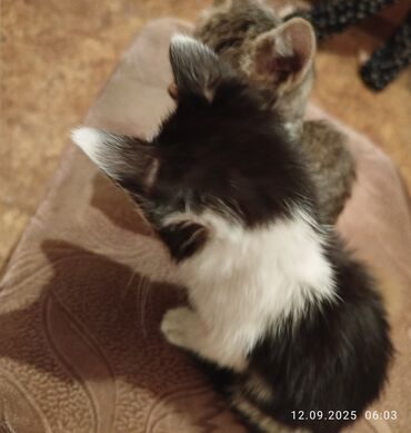 отдам щенка в хорошие руки бесплатно: Отдам в добрые руки котят, каждому по 3 месяца, чёрно - белый мальчик