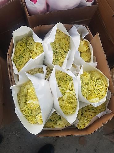 Букеты из живых цветов: 🔥 **ТЮЛЬПАНЫ ОПТОМ К 8 МАРТА ПРЯМО ИЗ ТЕПЛИЦЫ** 🔥 Голландские at lalafo.kg — 8 Букеты из живых цветов: 🔥 **ТЮЛЬПАНЫ ОПТОМ К 8 МАРТА ПРЯМО ИЗ ТЕПЛИЦЫ** 🔥 Голландские — 8