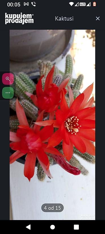 kalatea slike: Kaktus – Rebutia/Chamaecereus (tzv. „kikiriki“ ili „pehar“ kaktus) sa — 1